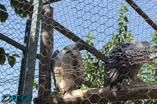 Bioparco di Roma: quali specie di avvoltoi???